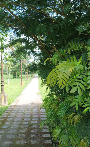 affordable plots in darbhanga, real estate investment darbhanga